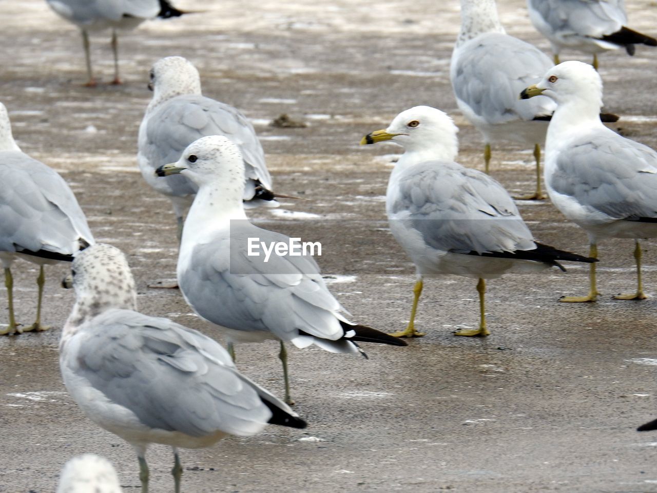 SEAGULLS PERCHING ON SHORE