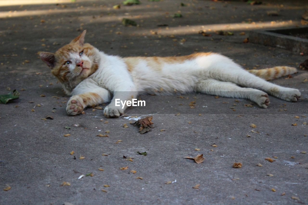 Cat relaxing on street