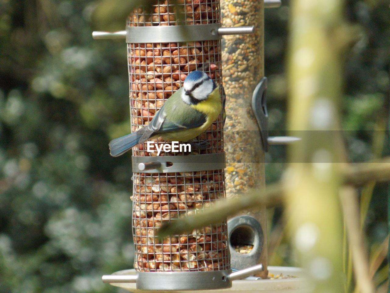 Bluetit on feeder during sunny day