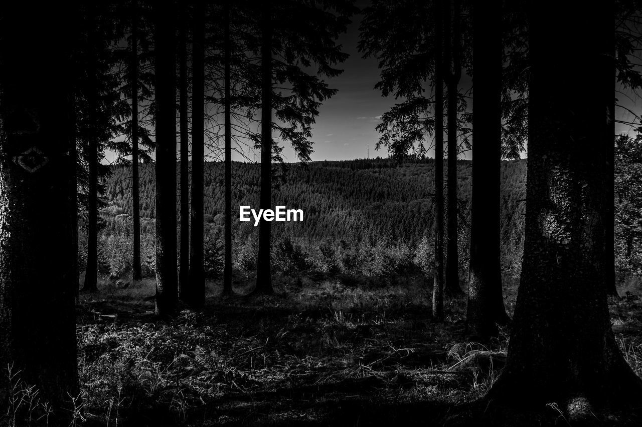 TREES GROWING IN FOREST AGAINST SKY