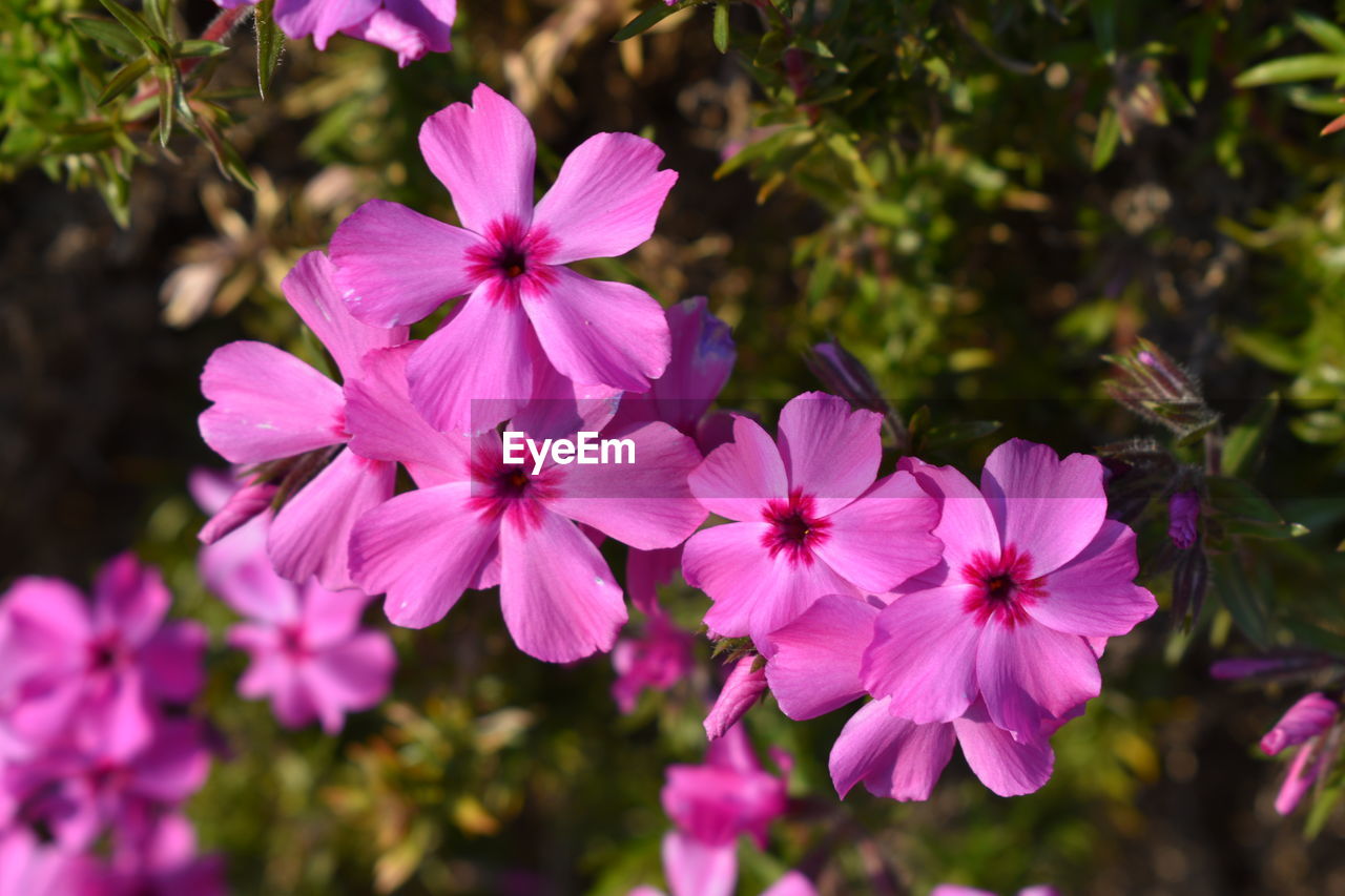 Close-up of pink flowering plant