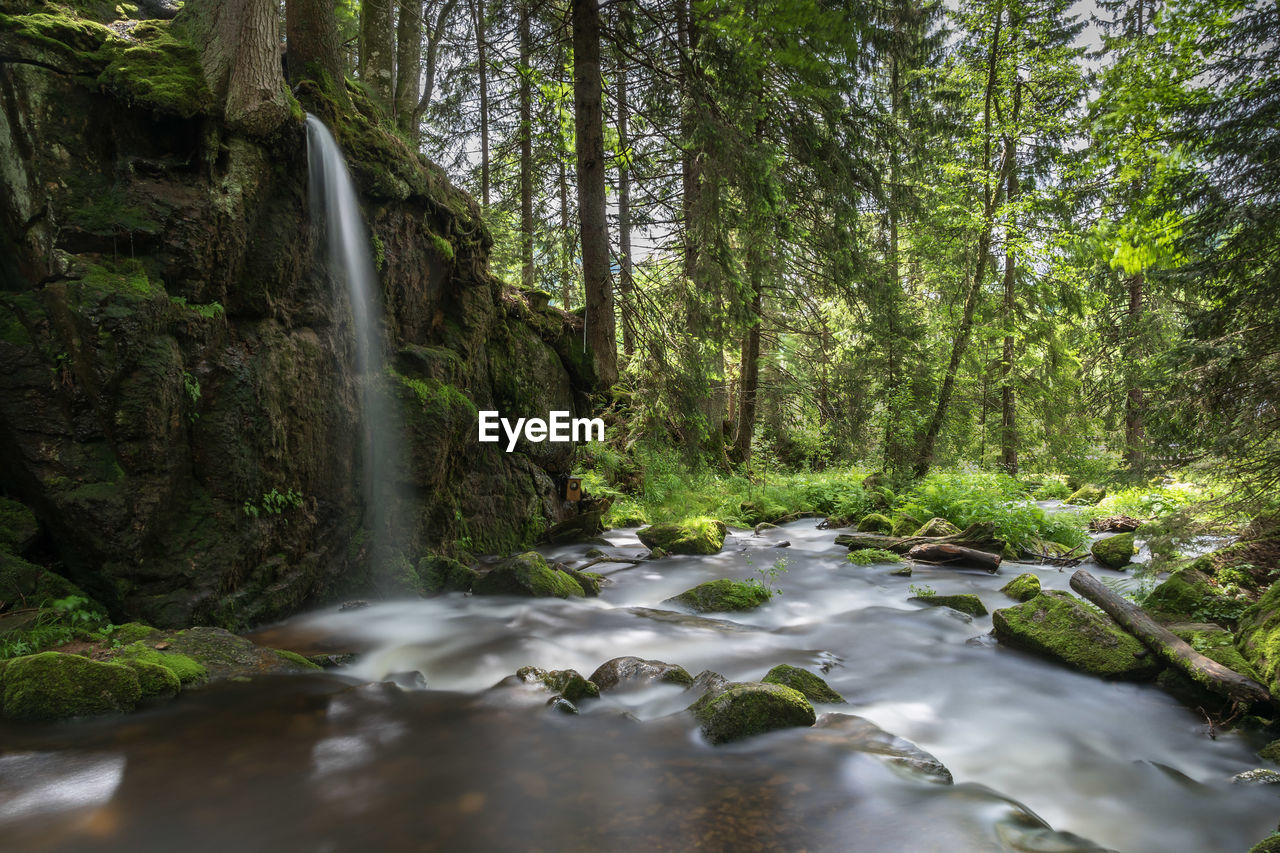 View of stream flowing amidst trees at forest