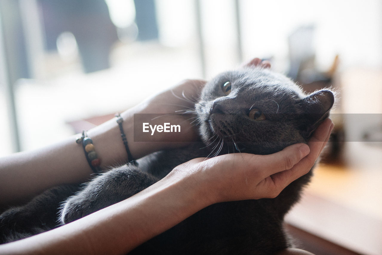 Close-up of woman holding cat