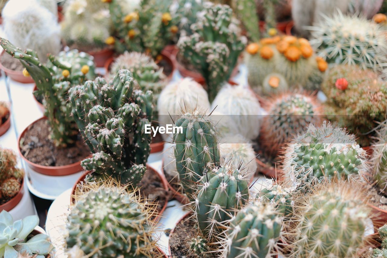 High angle view of succulent plants in market