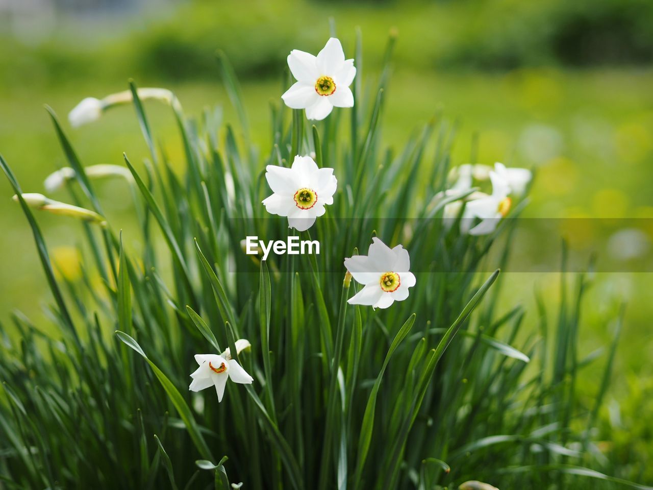 Close-up of white flowering plant on field