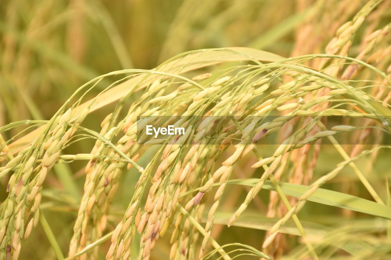 agriculture, plant, crop, cereal plant, growth, field, rural scene, landscape, food, land, nature, farm, wheat, close-up, food and drink, barley, grass, no people, focus on foreground, beauty in nature, environment, rye, prairie, summer, outdoors, green, day, plant stem, selective focus, harvesting, backgrounds, corn, hordeum, sunlight