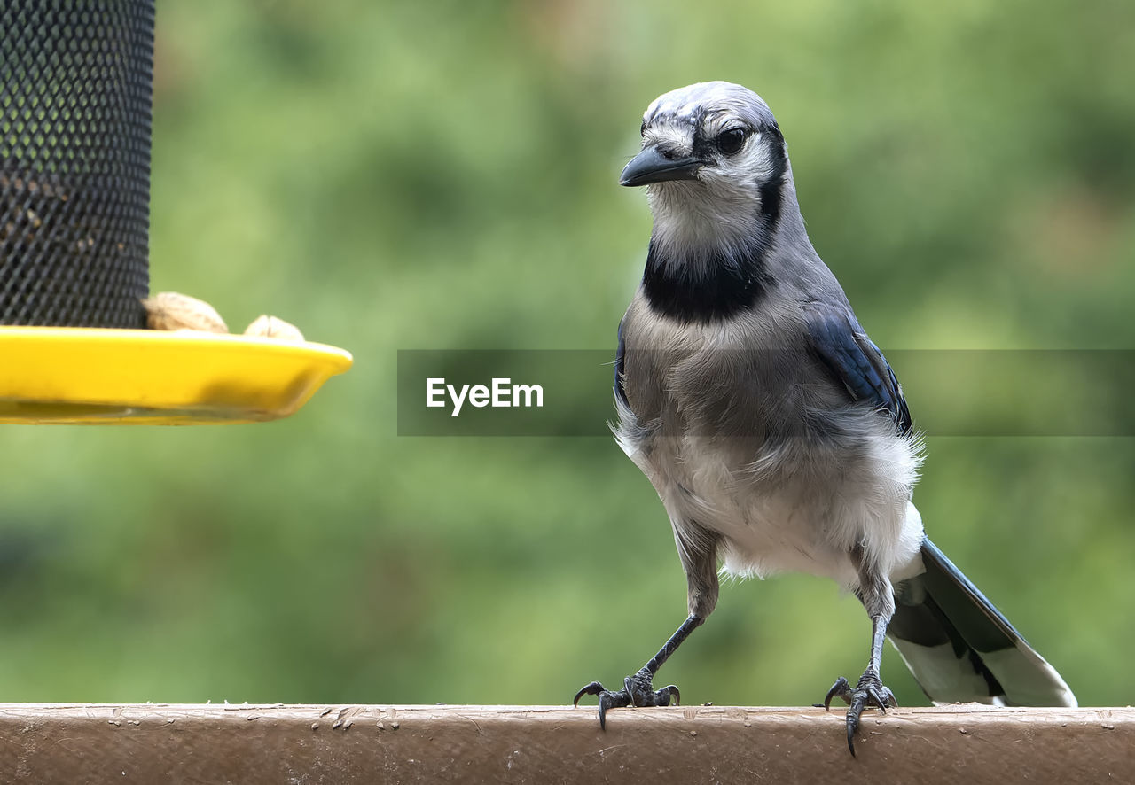 Bluejay eyes some tasty peanuts on the bird feeder