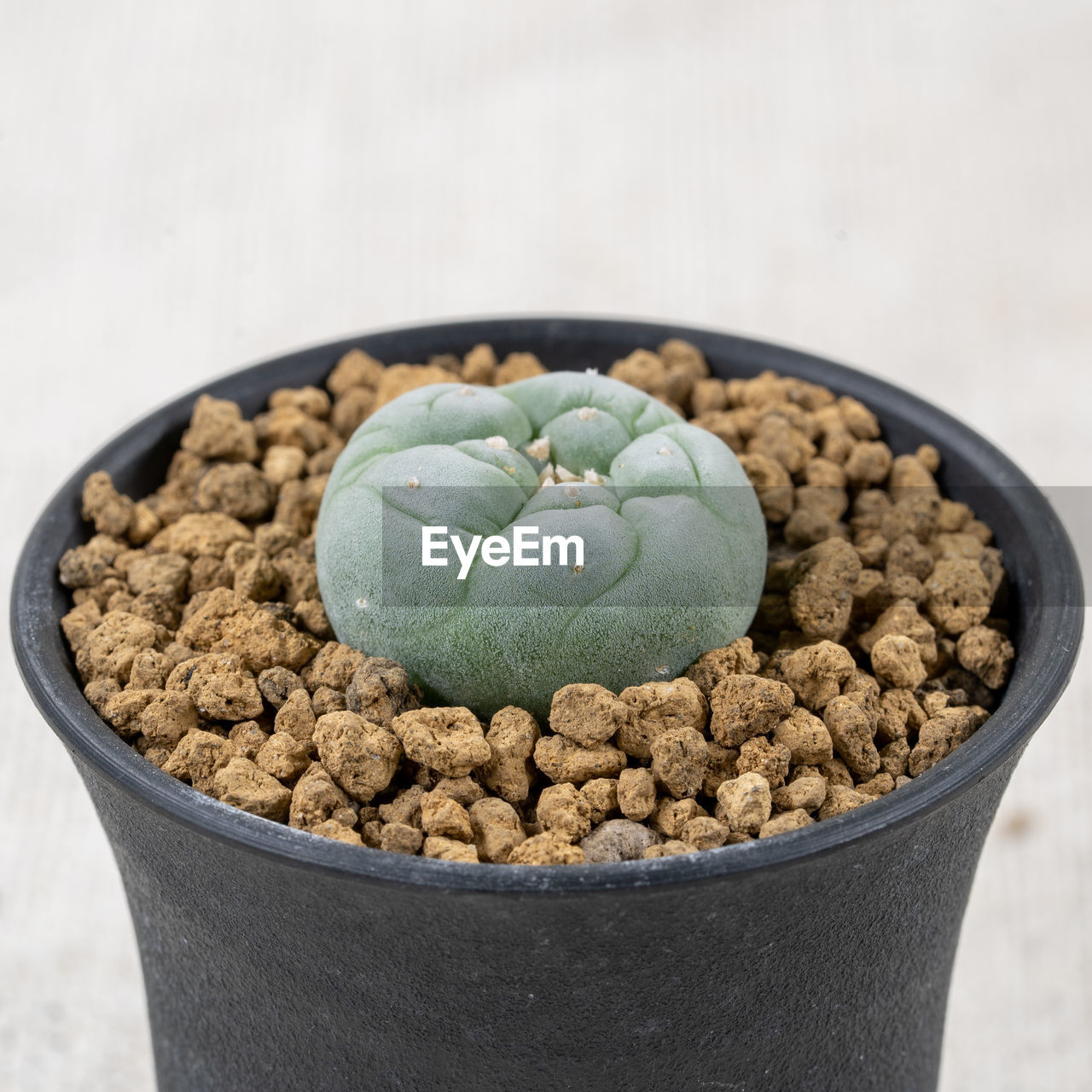 food and drink, food, healthy eating, freshness, wellbeing, no people, nature, bowl, cactus, close-up, flowerpot, studio shot, produce, indoors, vegetable, plant, fruit, still life