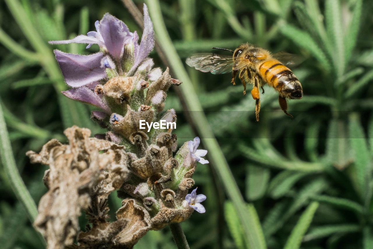 CLOSE-UP OF HONEY BEE POLLINATING ON FLOWER