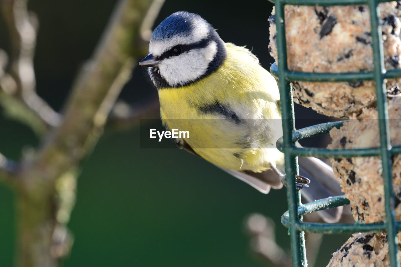 Close up of a bluetit perched on a bird feeder 