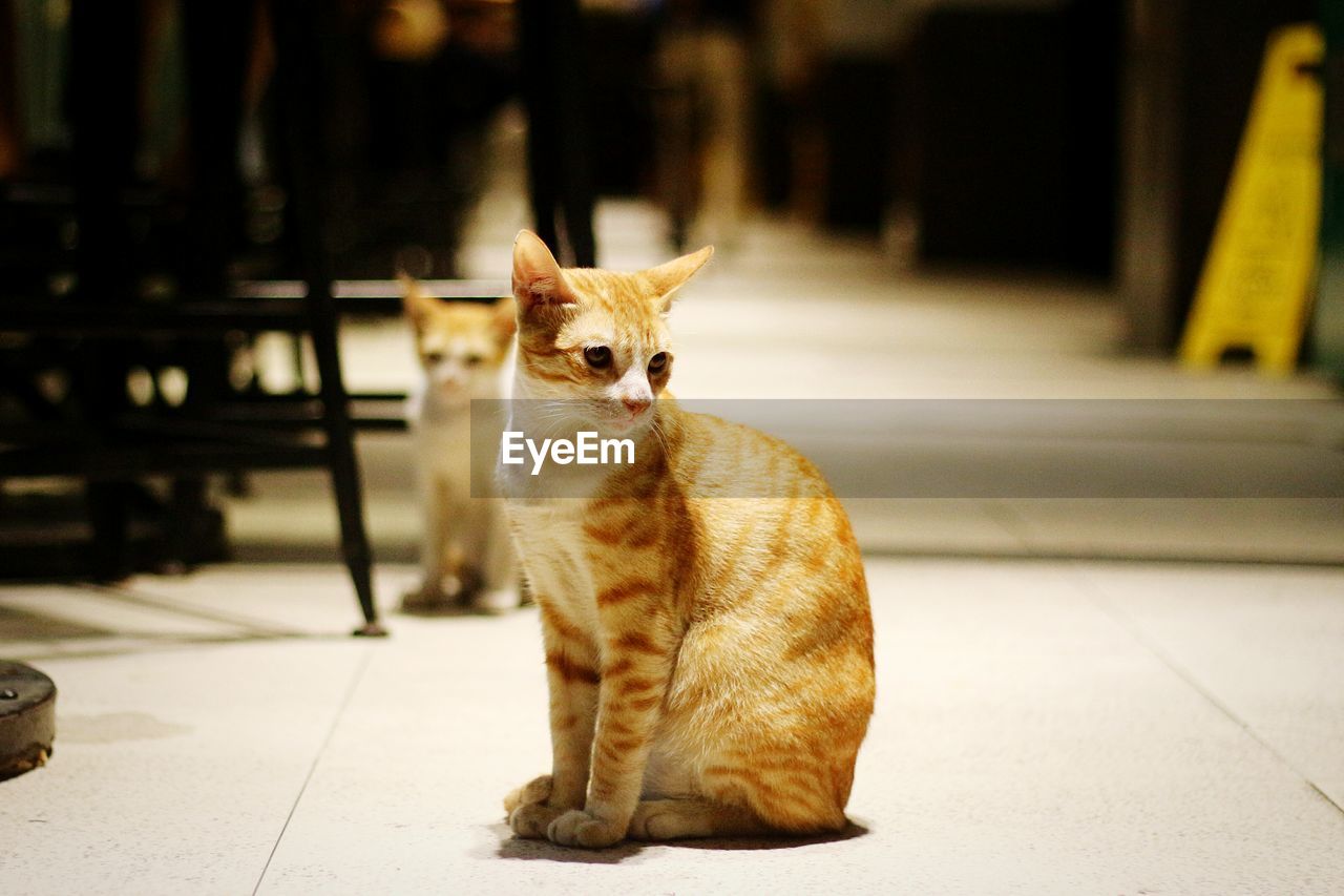 Portrait of ginger cat sitting on floor