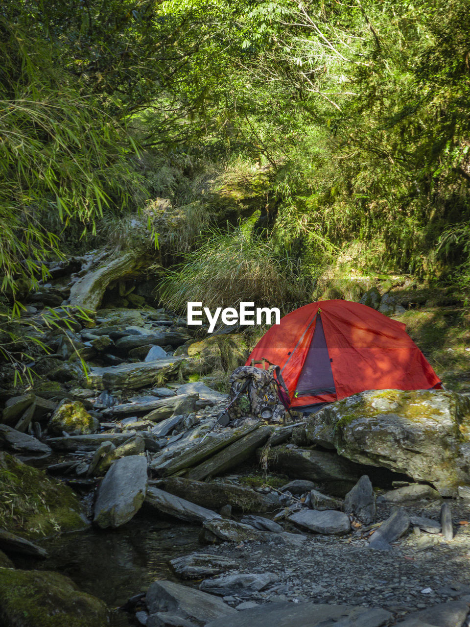 Scenic view of river amidst trees in forest