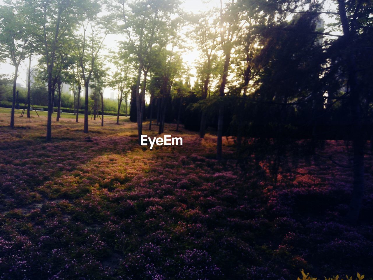 TREES GROWING IN FOREST