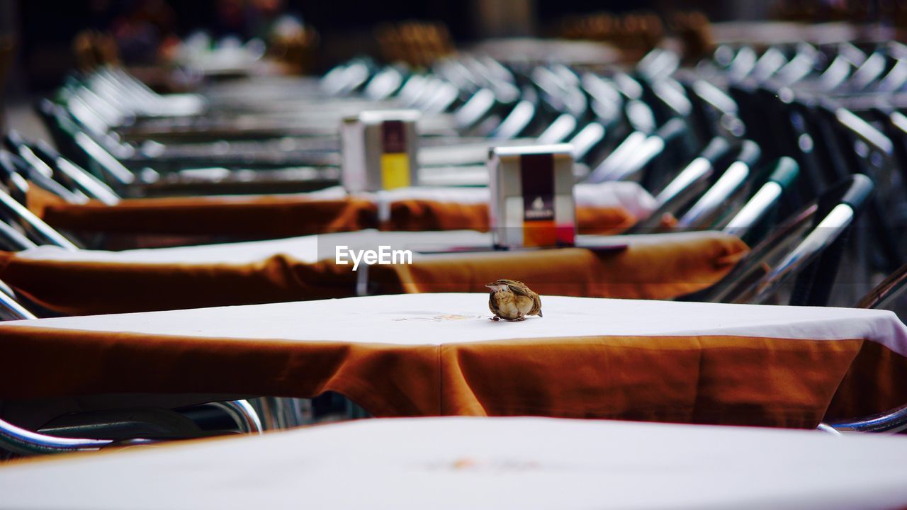 Sparrow on table at sidewalk cafe