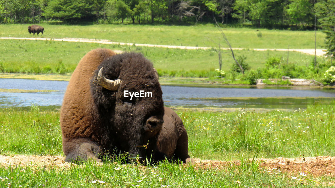 A buffalo relaxing in the prairie on a sunny day