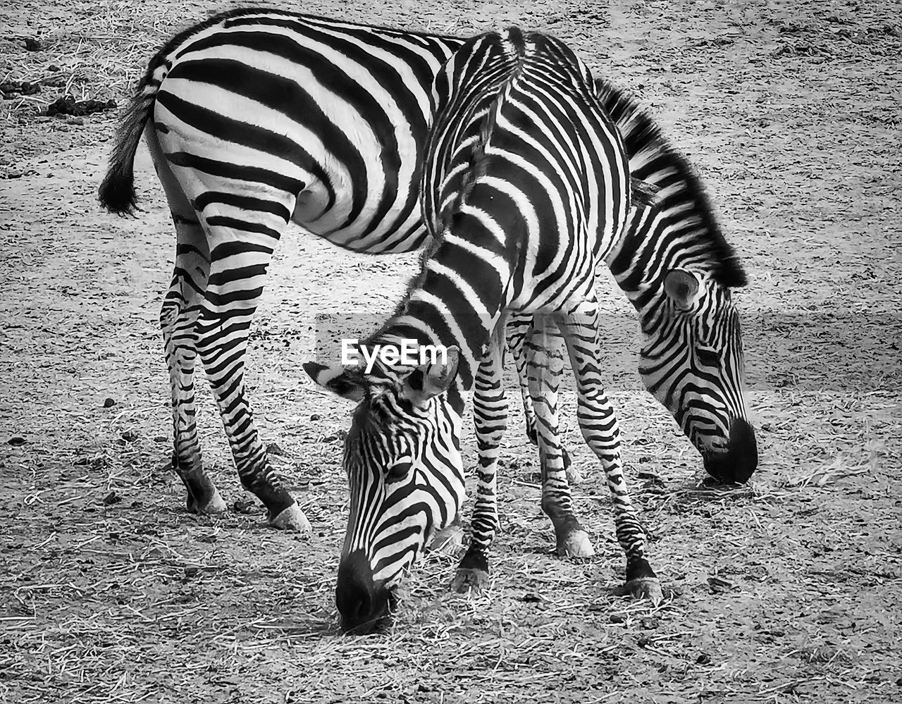 animal, animal themes, zebra, striped, black and white, animal wildlife, mammal, wildlife, animal markings, monochrome, no people, monochrome photography, group of animals, safari, nature, herbivorous, day, domestic animals, pattern, land, outdoors, field, standing
