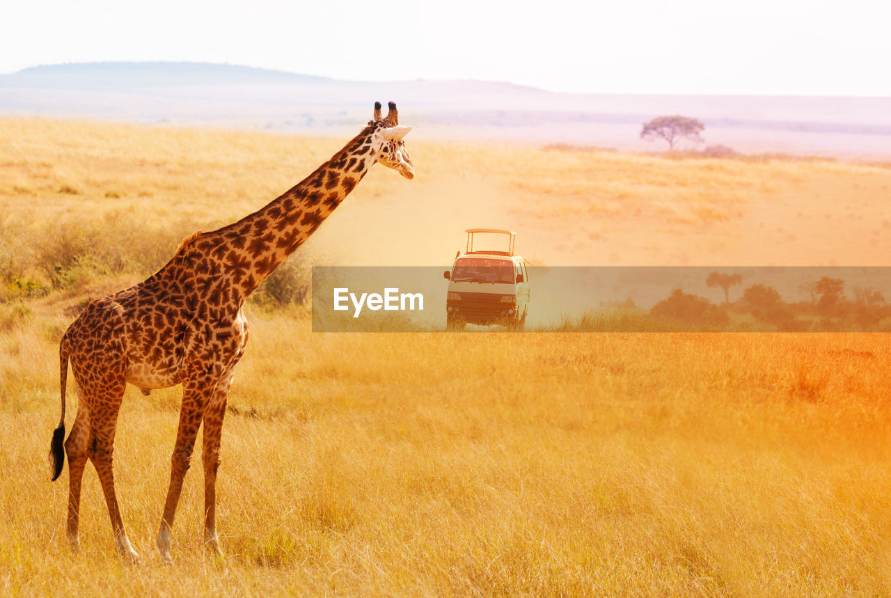 Giraffe standing on field against car during safari