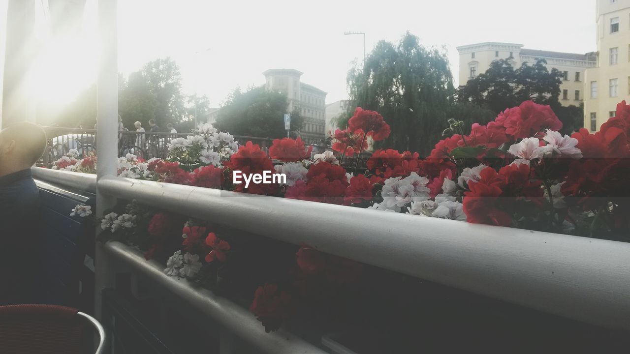 Flowers growing by railing in city