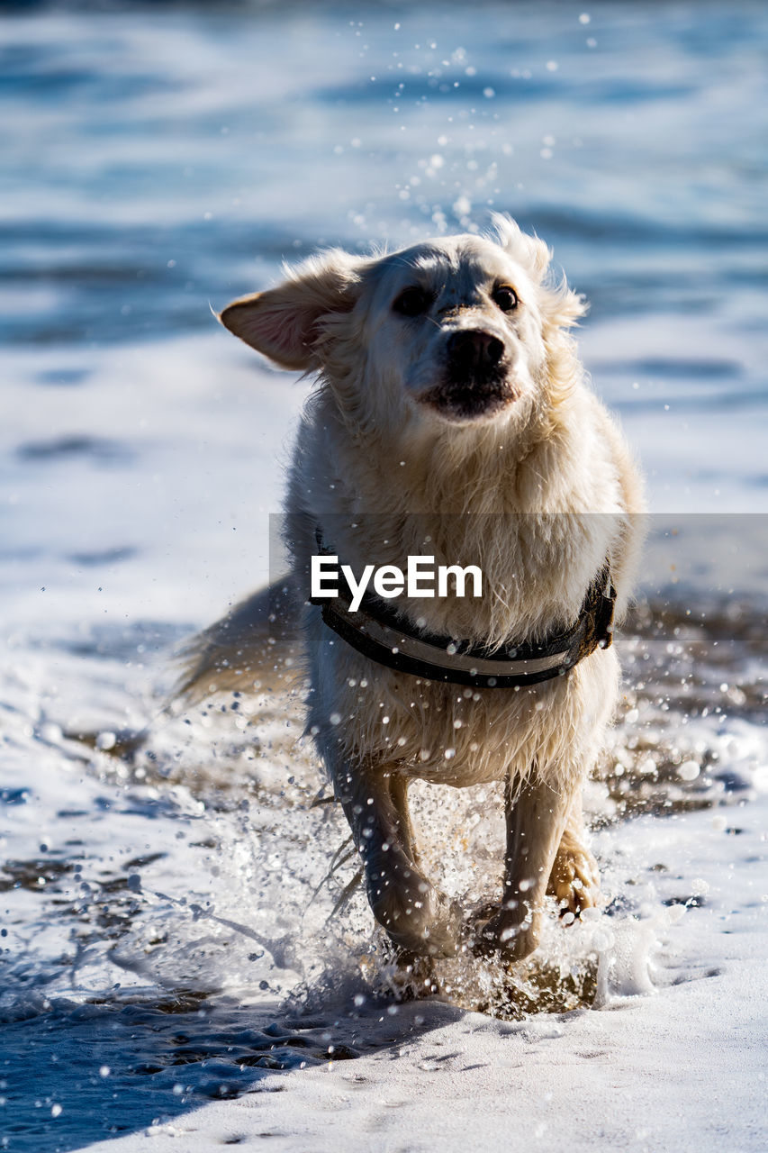 animal themes, animal, one animal, mammal, pet, dog, canine, water, domestic animals, snow, winter, cold temperature, nature, motion, sea, no people, shaking, wet, portrait, carnivore, day, outdoors, splashing, retriever, animal body part, running