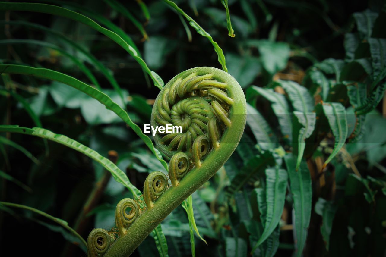 CLOSE-UP OF FERN LEAF
