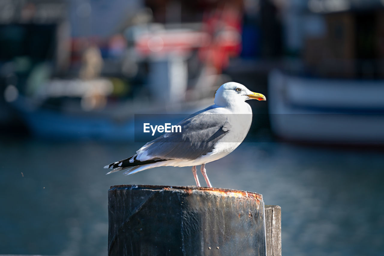 A seagull at the harbor