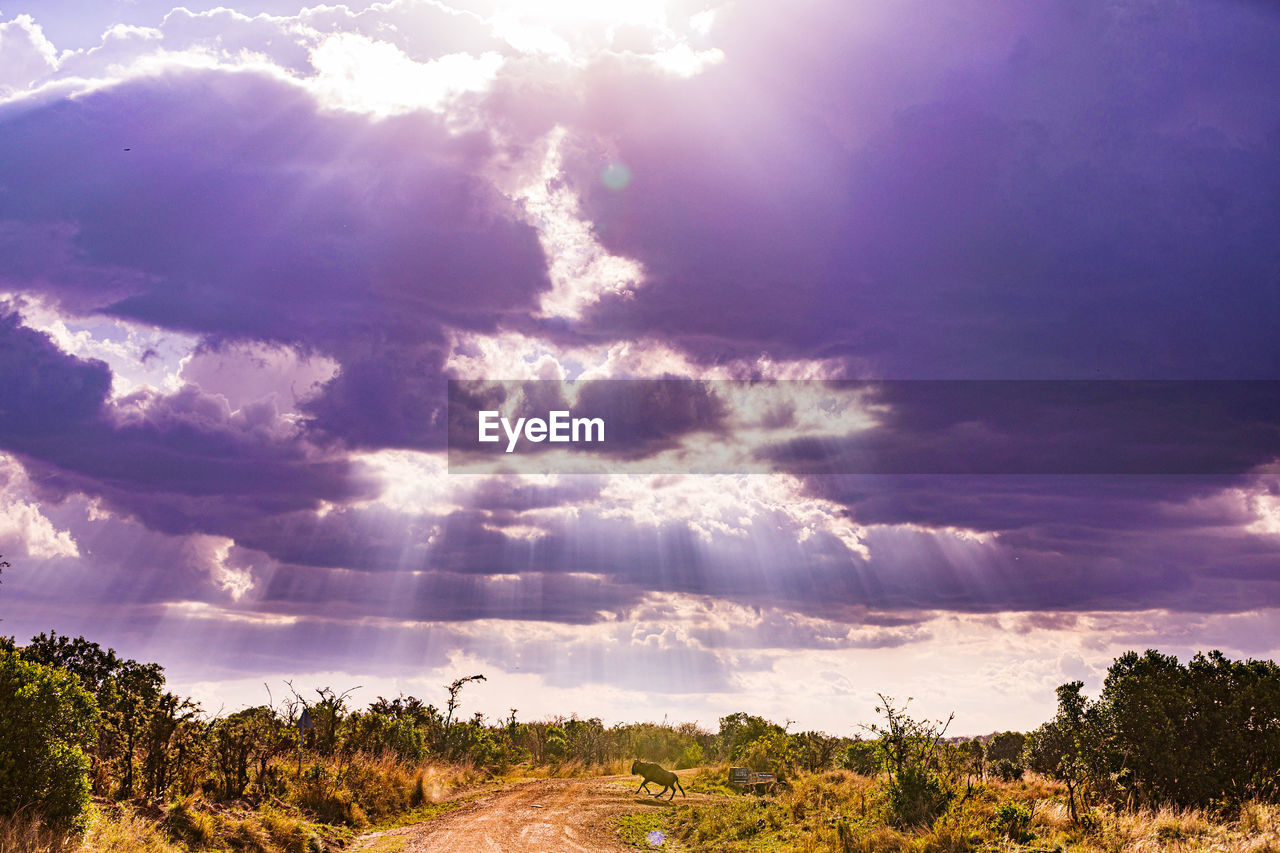 sky, cloud, environment, horizon, landscape, sunlight, nature, beauty in nature, plant, tree, land, scenics - nature, dusk, morning, no people, dramatic sky, cloudscape, sunbeam, outdoors, sun, tranquility, field, summer, storm, travel, blue, rural scene, travel destinations, tranquil scene, day, water