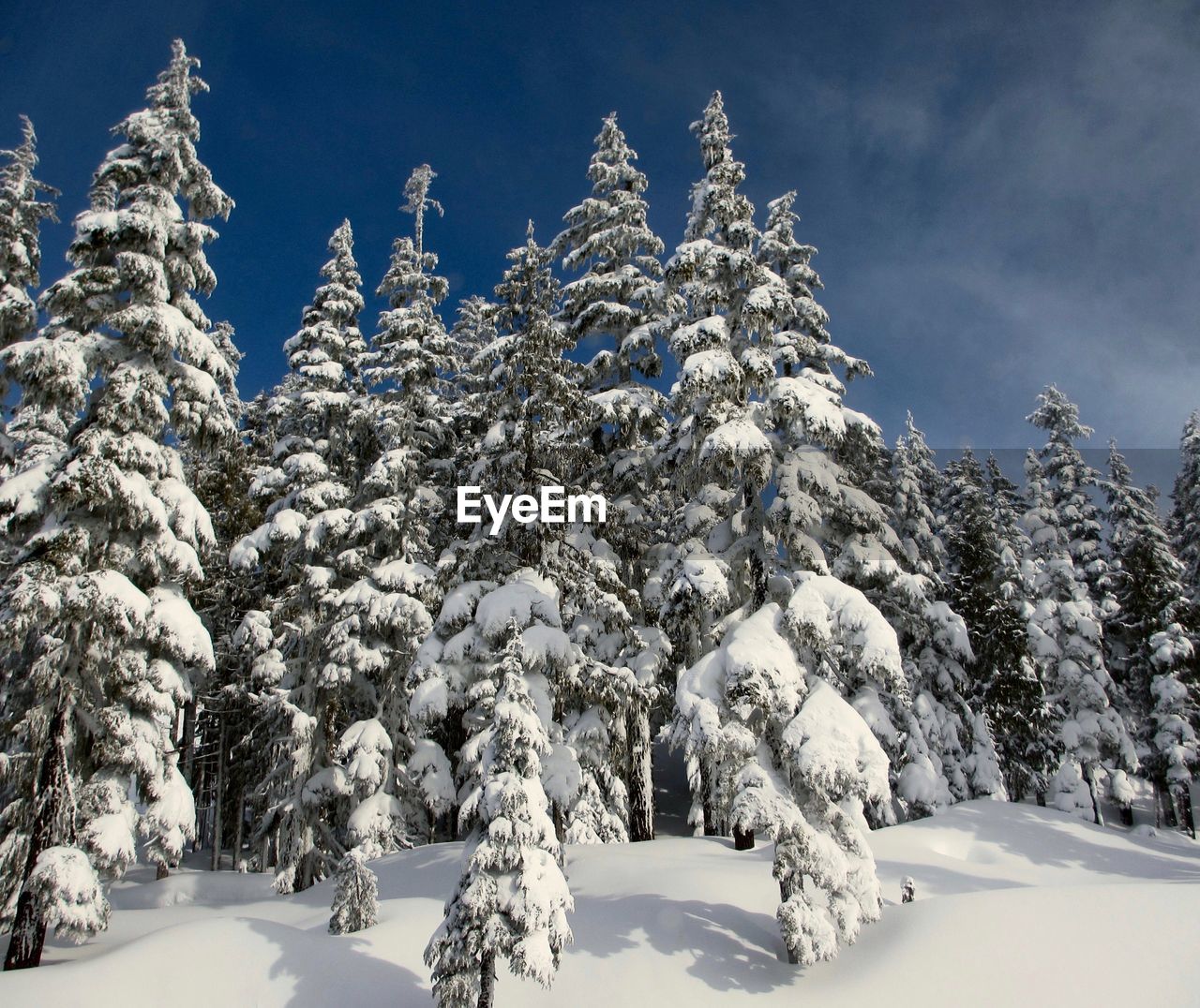 Snow covered plants and trees against sky