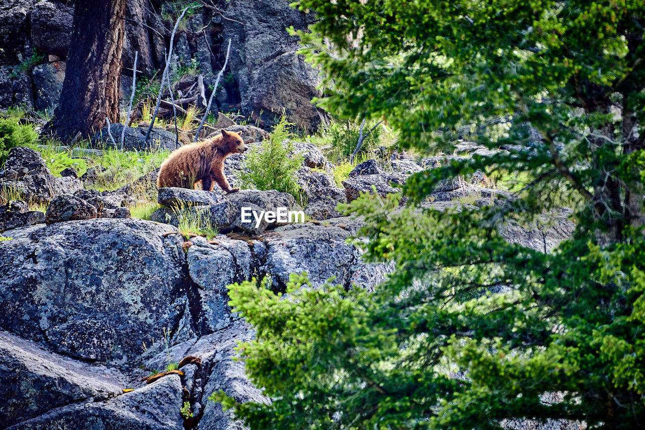 Bear walking long rocky cliff in yellowstone national park.