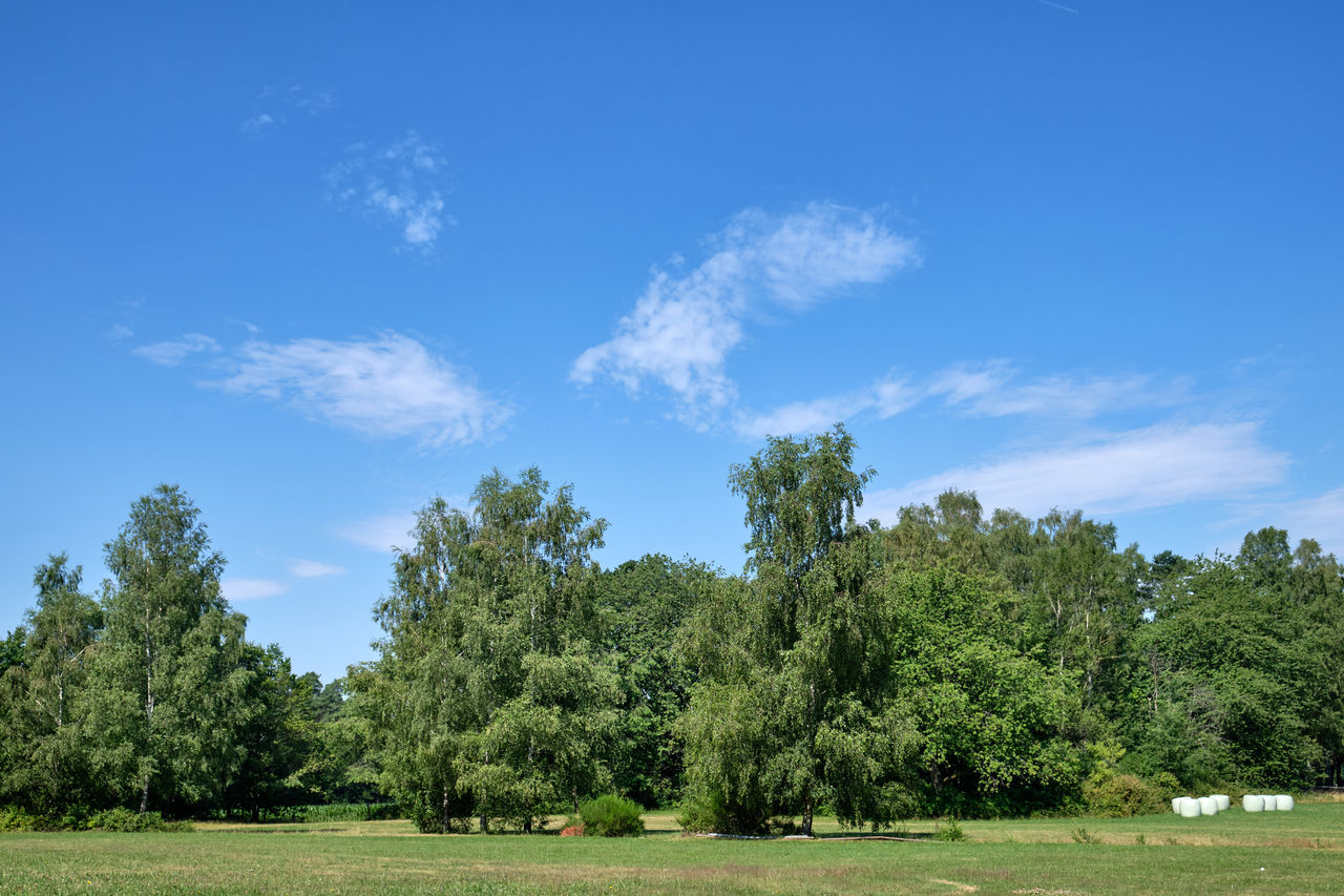 TREES GROWING ON FIELD AGAINST BLUE SKY