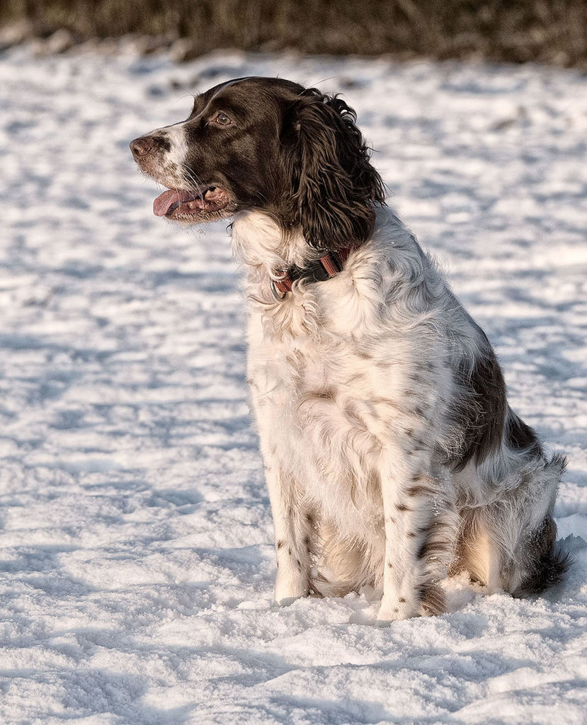 DOG LOOKING AWAY