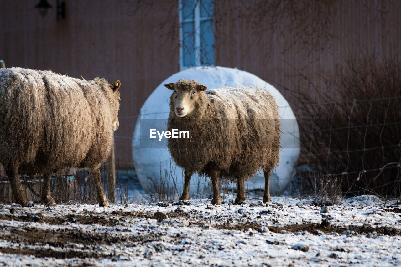 Sheep standing on snow at farm