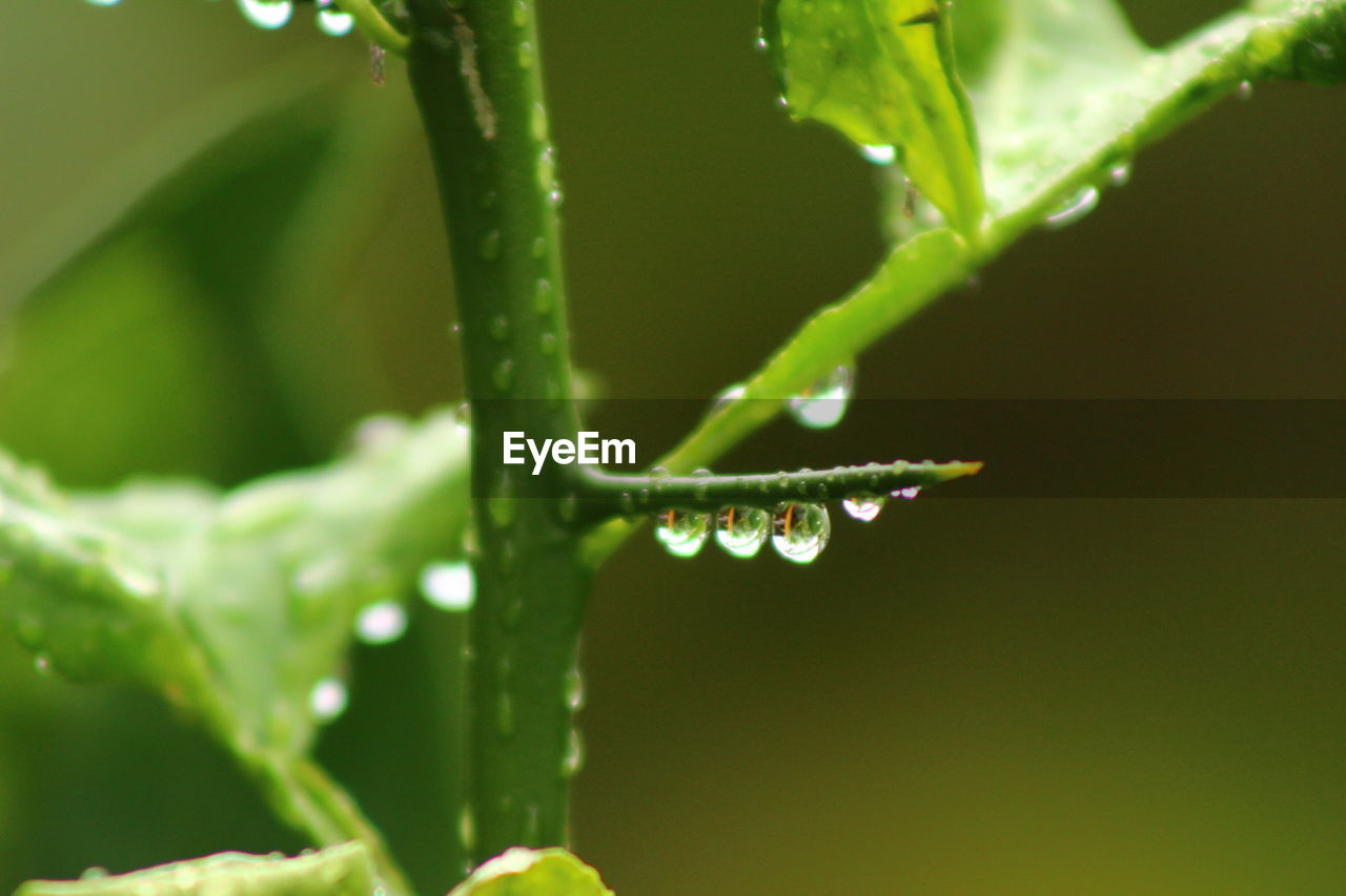 Close-up of raindrops on leaf