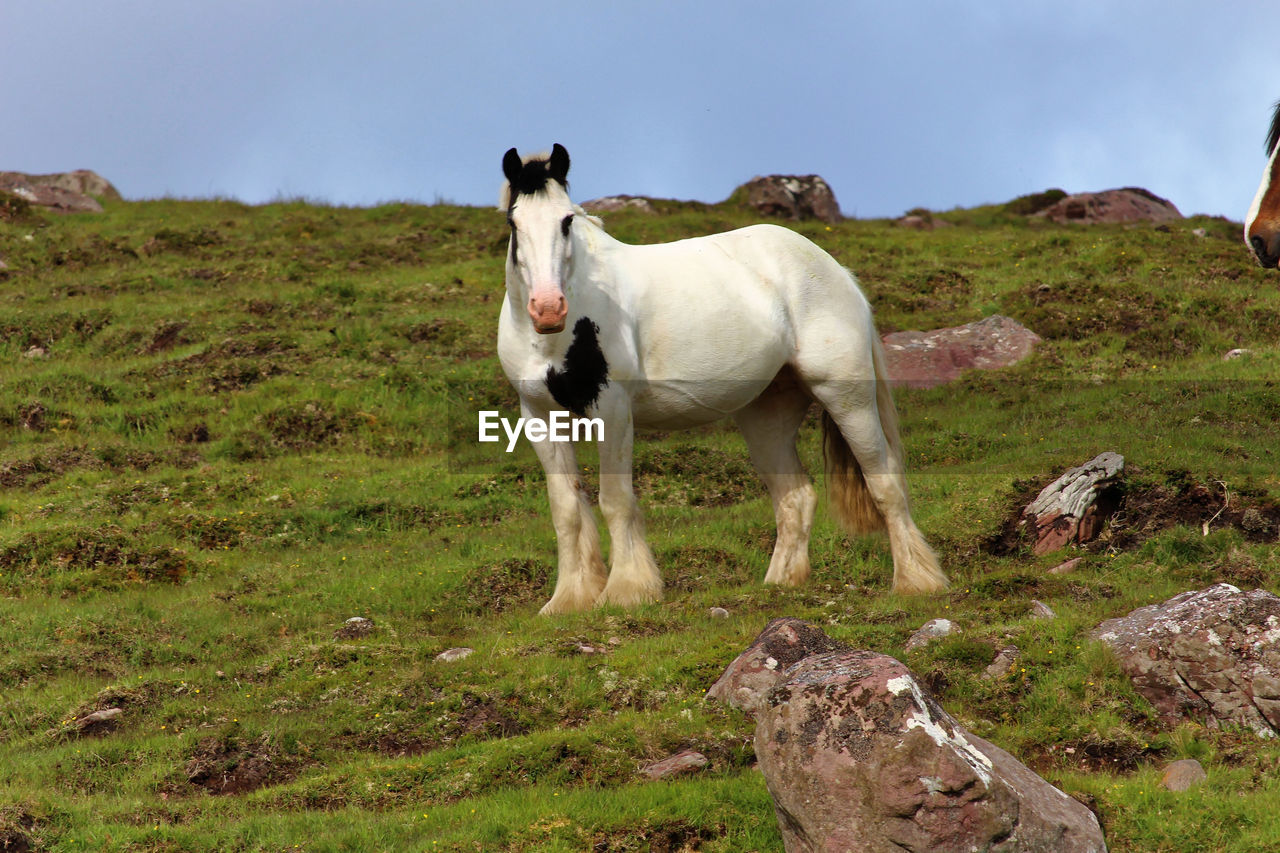 HORSE STANDING IN FIELD