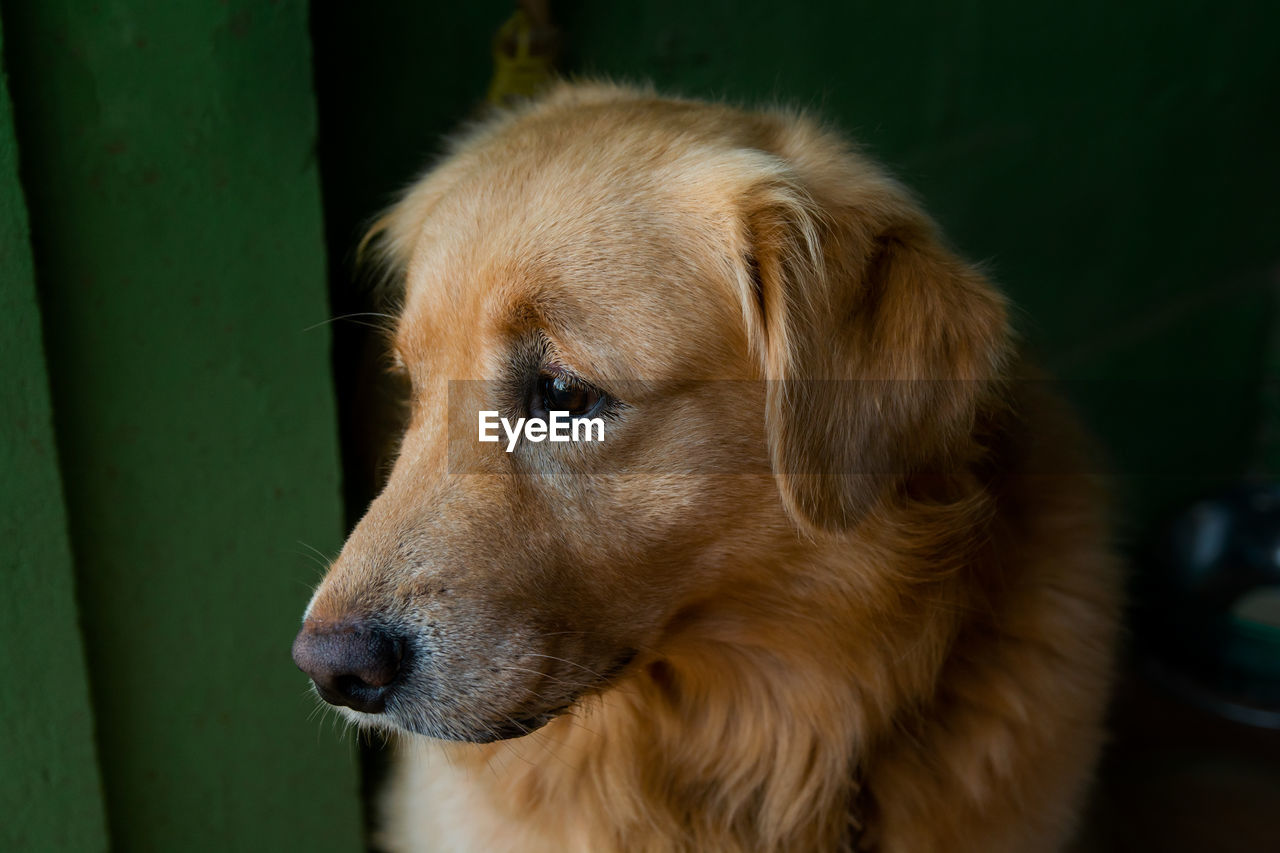 CLOSE-UP OF DOG LOOKING AWAY OUTDOORS