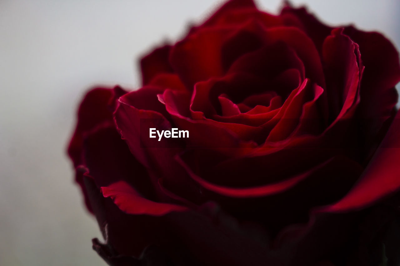 Close-up of red rose against white background