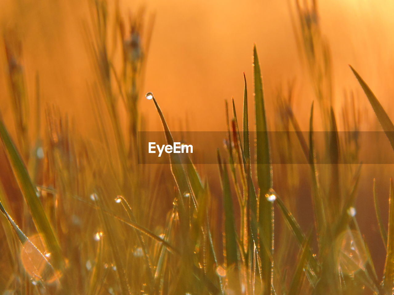 Close-up of dew drops on grass during sunset