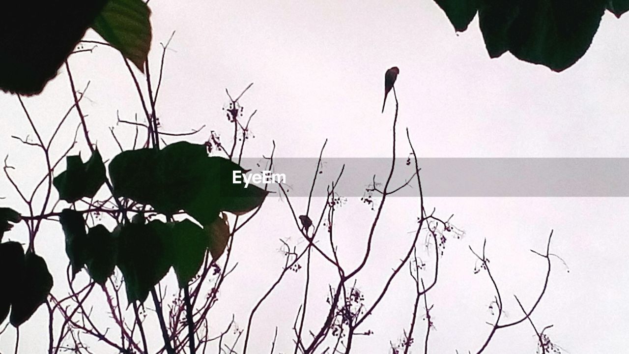 LOW ANGLE VIEW OF SILHOUETTE FLOWERING PLANTS AGAINST SKY