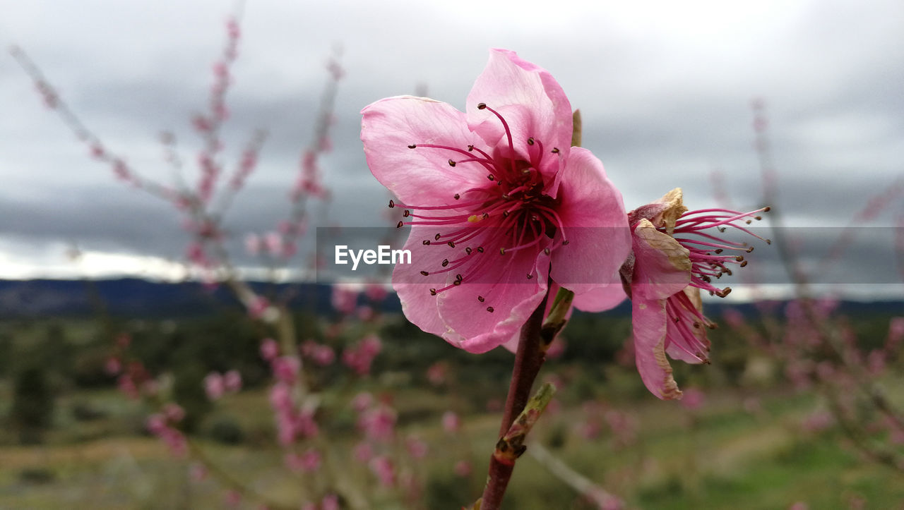 CLOSE-UP OF PINK CHERRY FLOWER