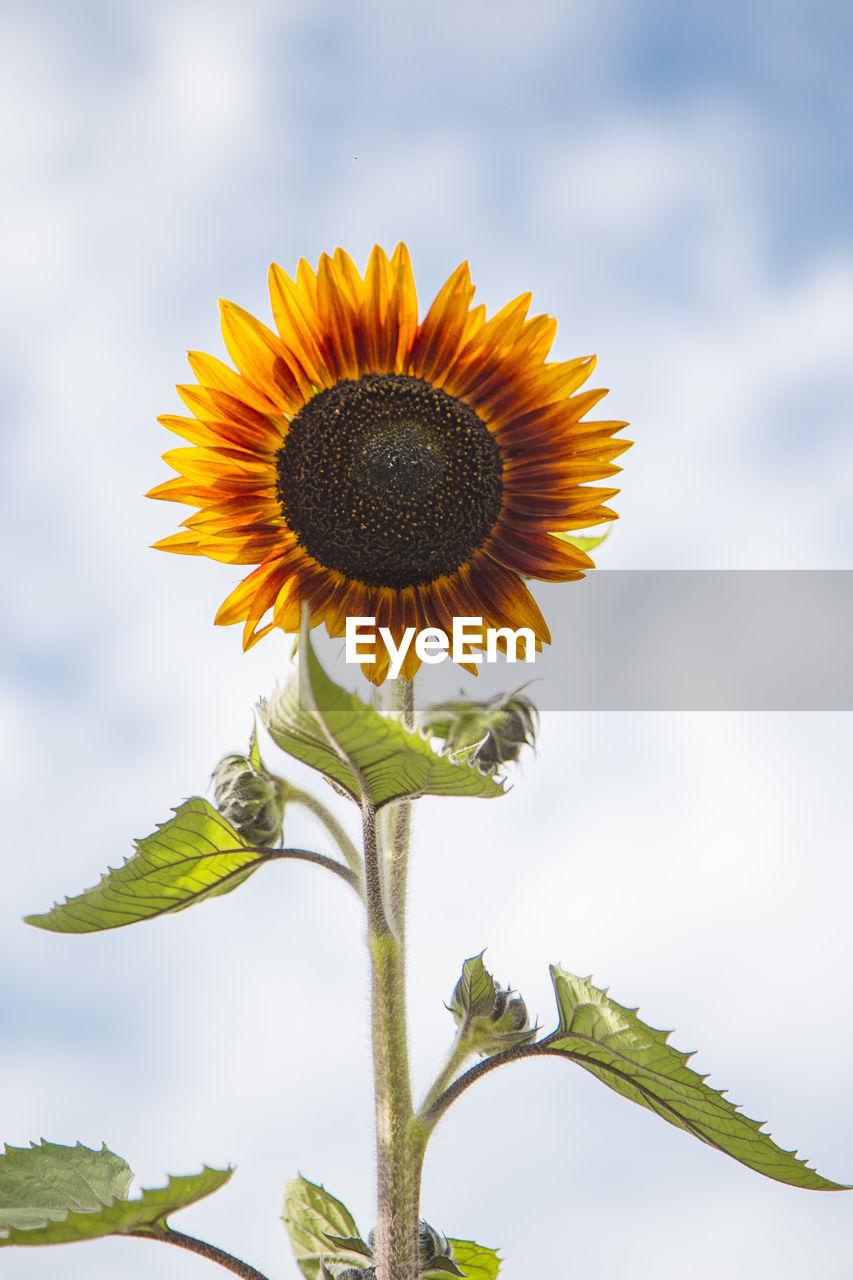 plant, sunflower, flower, flowering plant, freshness, nature, flower head, beauty in nature, sky, cloud, growth, yellow, inflorescence, fragility, petal, plant stem, no people, plant part, close-up, field, leaf, landscape, outdoors, environment, sunflower seed, rural scene, summer, agriculture, botany, focus on foreground, pollen, day, asterales, blossom, macro photography, springtime, land, sunlight, wildflower