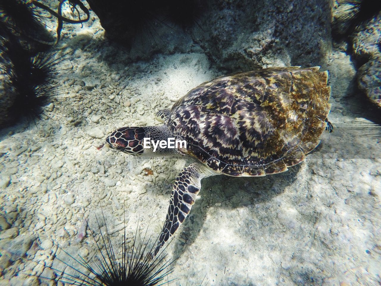 Tortoise swimming in sea