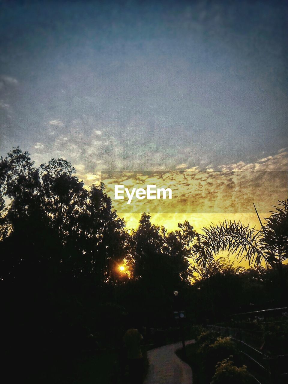 LOW ANGLE VIEW OF SILHOUETTE TREES AGAINST SKY