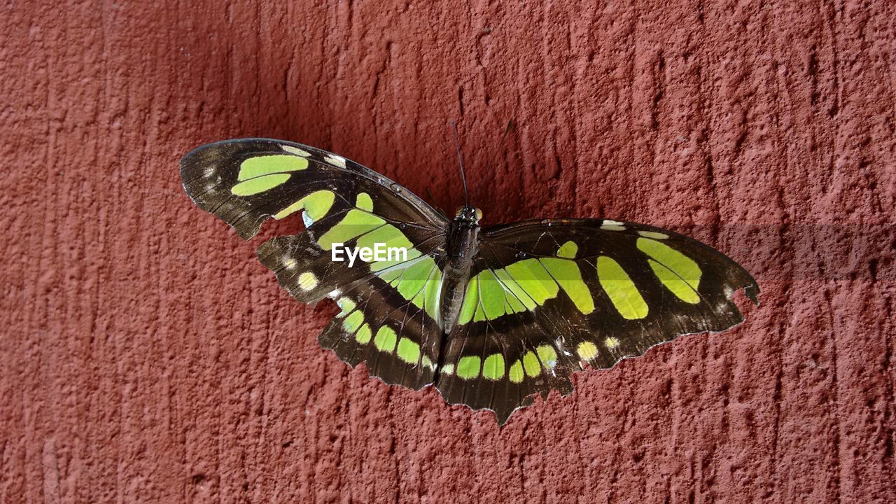 CLOSE-UP OF BUTTERFLY ON RED LEAF