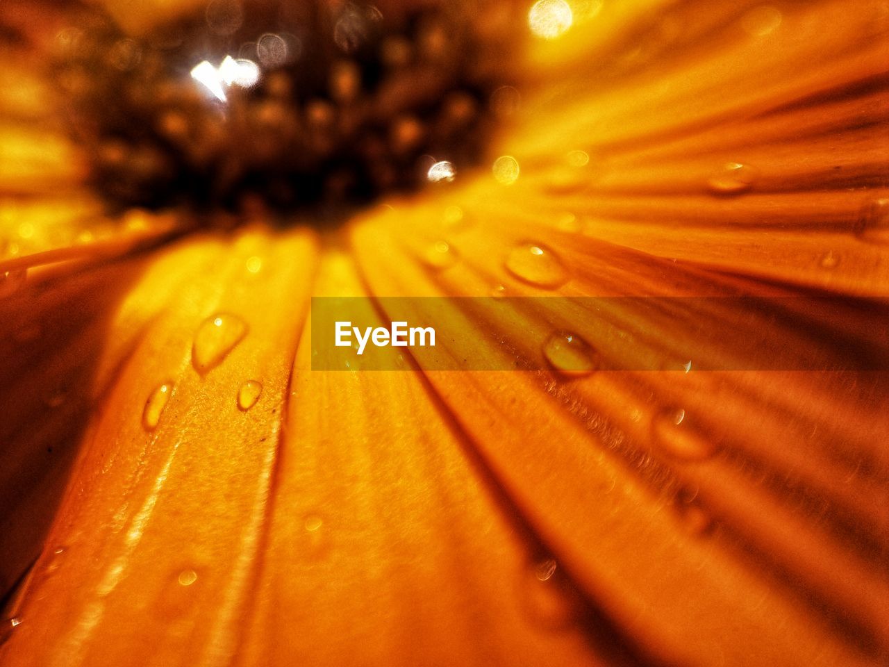 FULL FRAME SHOT OF RAINDROPS ON WET LEAF