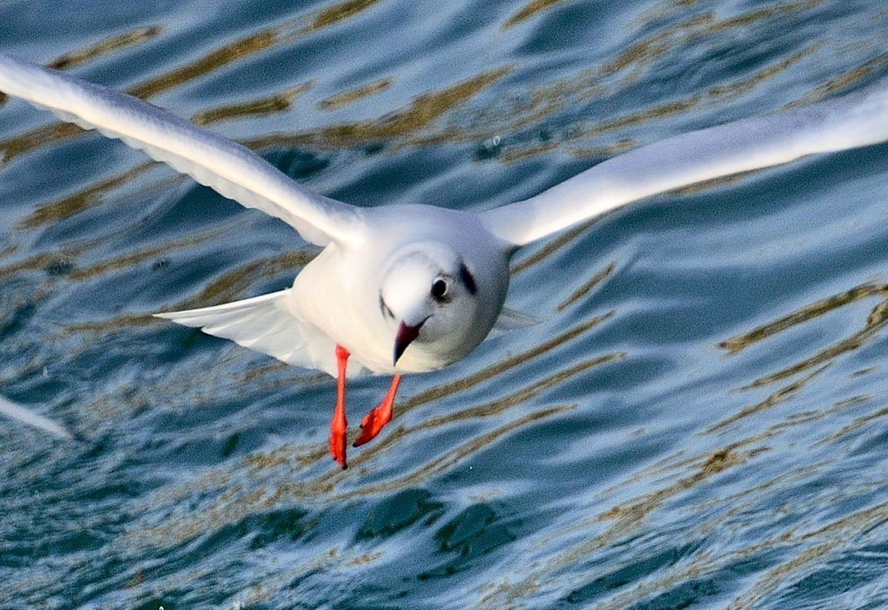 High angle view of gull flying over stream