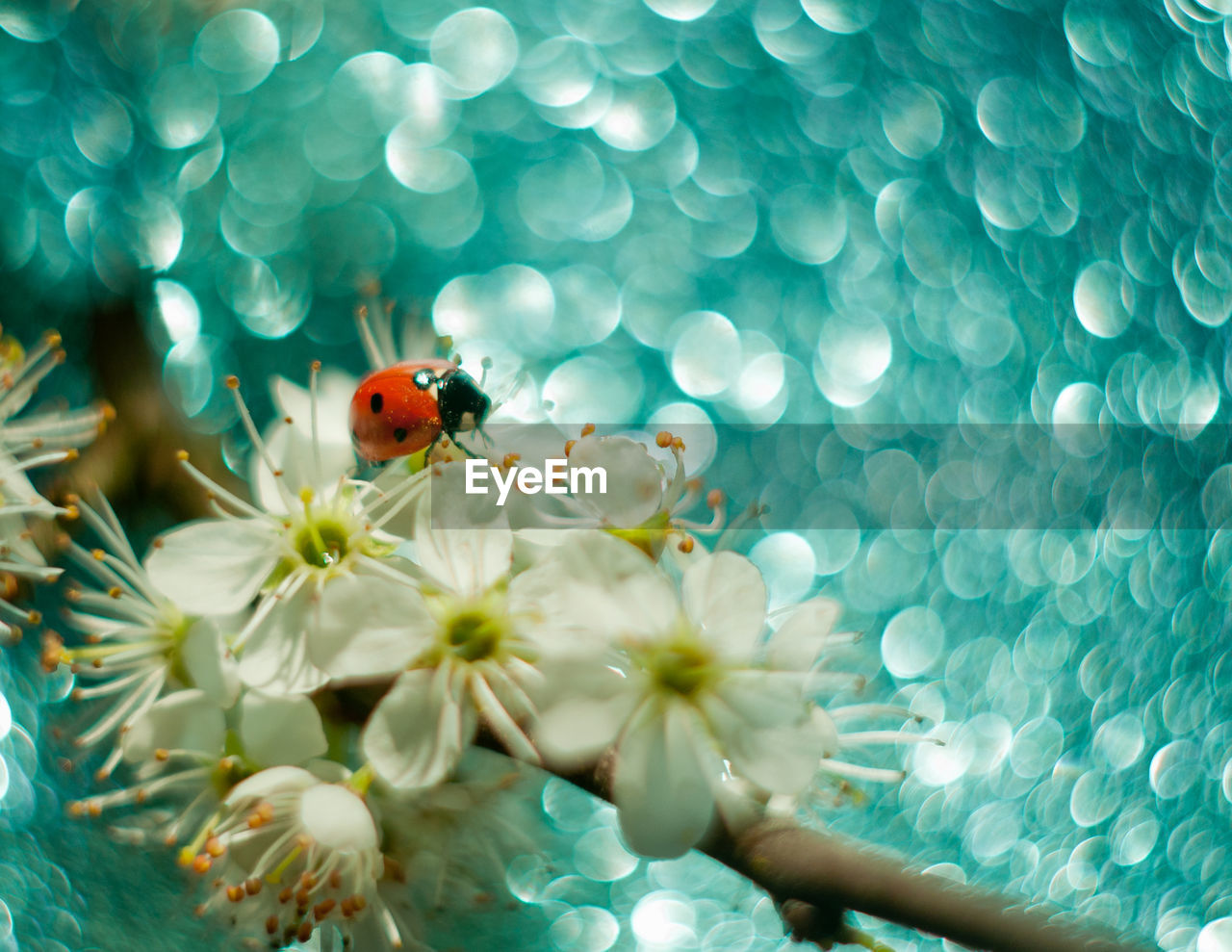 Close-up of ladybug on flower