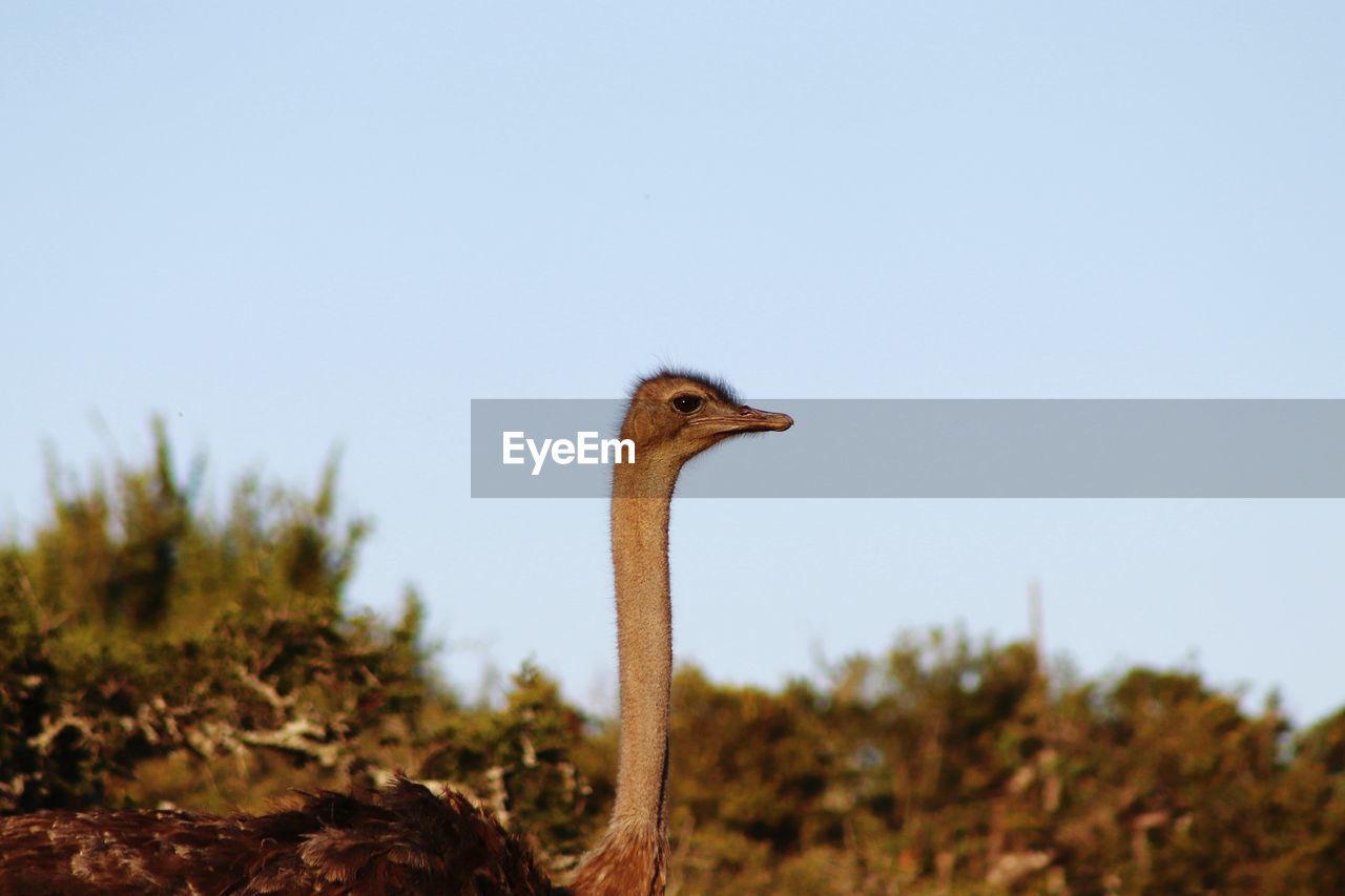 VIEW OF A BIRD ON A LAND