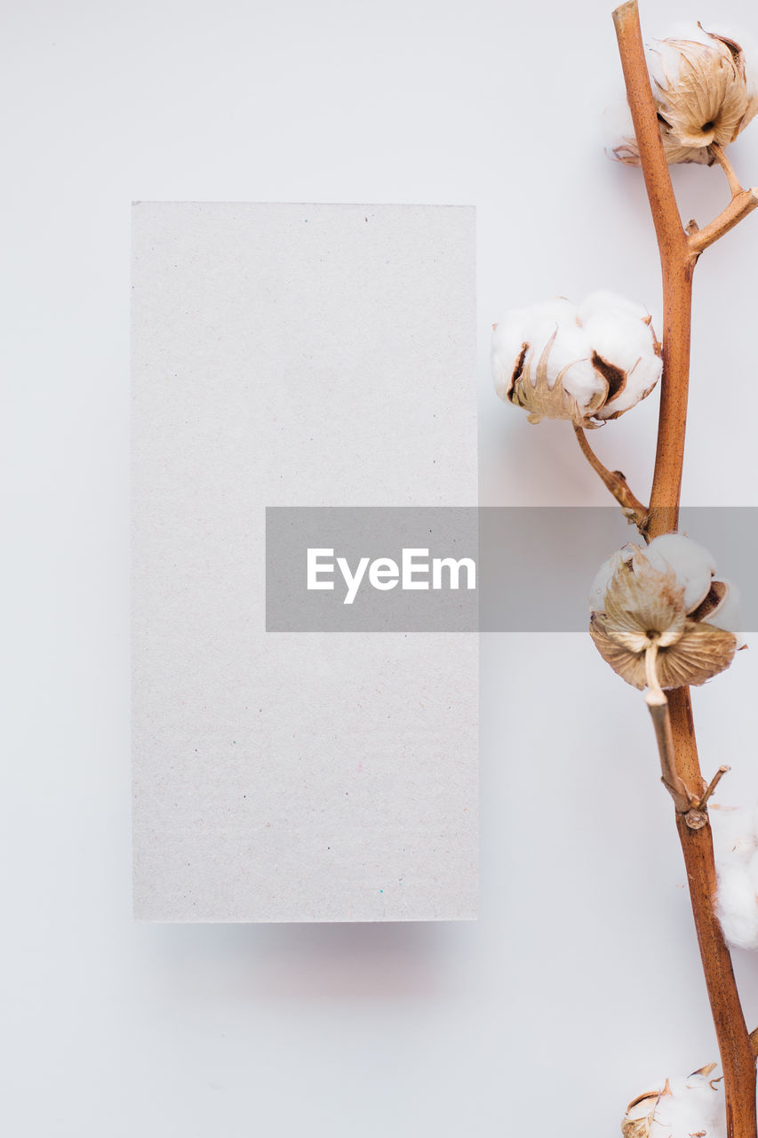 CLOSE-UP OF WHITE FLOWER ON TABLE AGAINST WALL