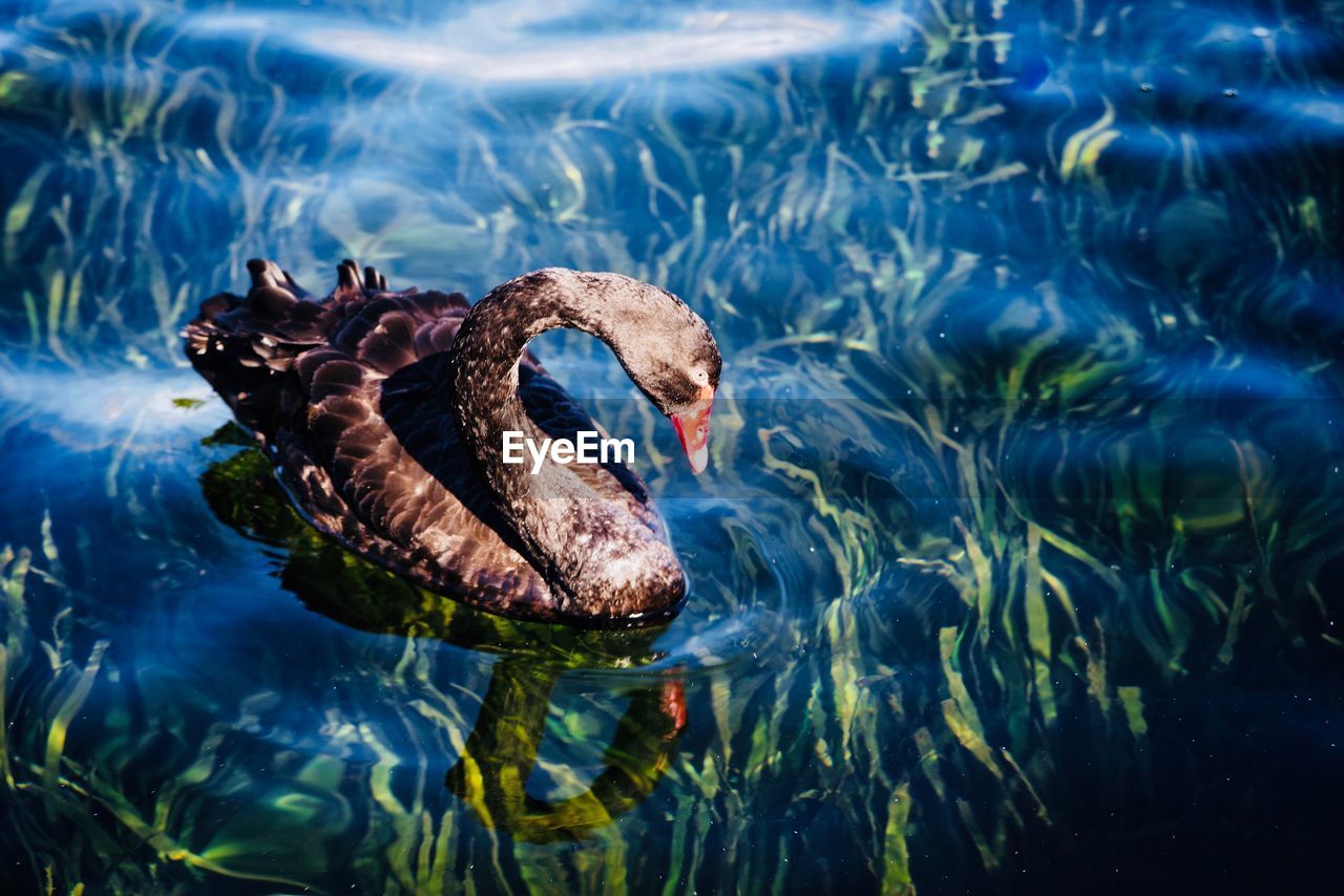 Close-up of swan swimming in lake