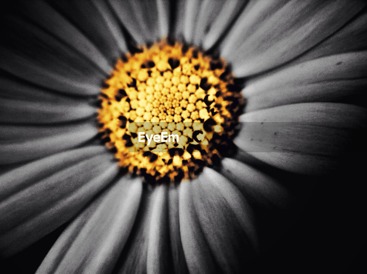 MACRO SHOT OF YELLOW FLOWER