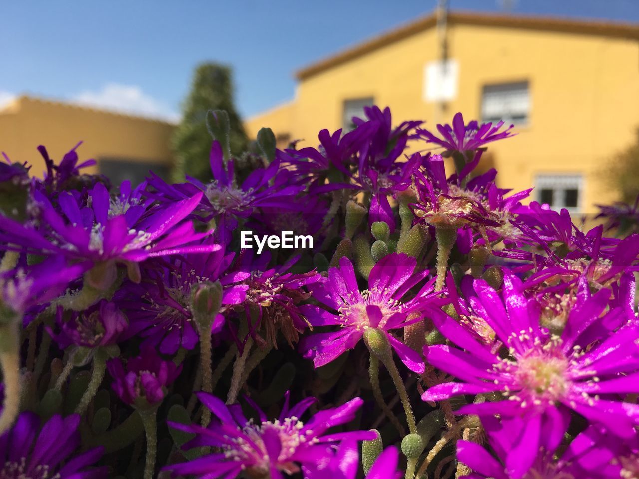 CLOSE-UP OF PURPLE FLOWERS BLOOMING